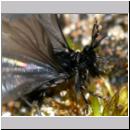 Stylops melittae - Faecherfluegler m33 5mm.jpg